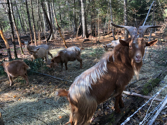 Guernsey Buck